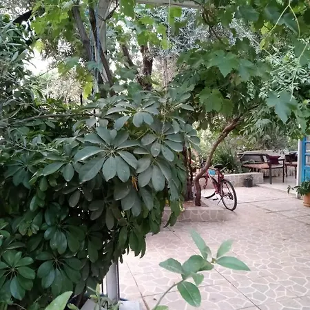 Eucalyptus Patara