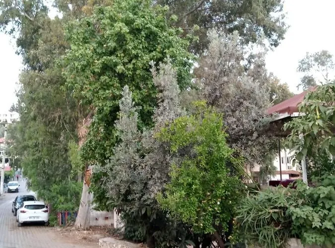 Eucalyptus 3*