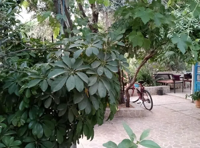 Eucalyptus Patara