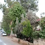 Eucalyptus 3*