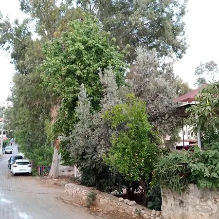 Eucalyptus 3*